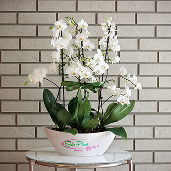 Orkide Dekorasyon Ürünleri