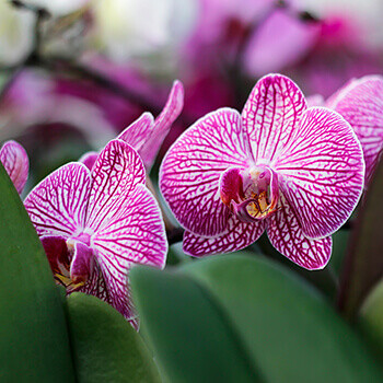 Orkide Çeşitleri