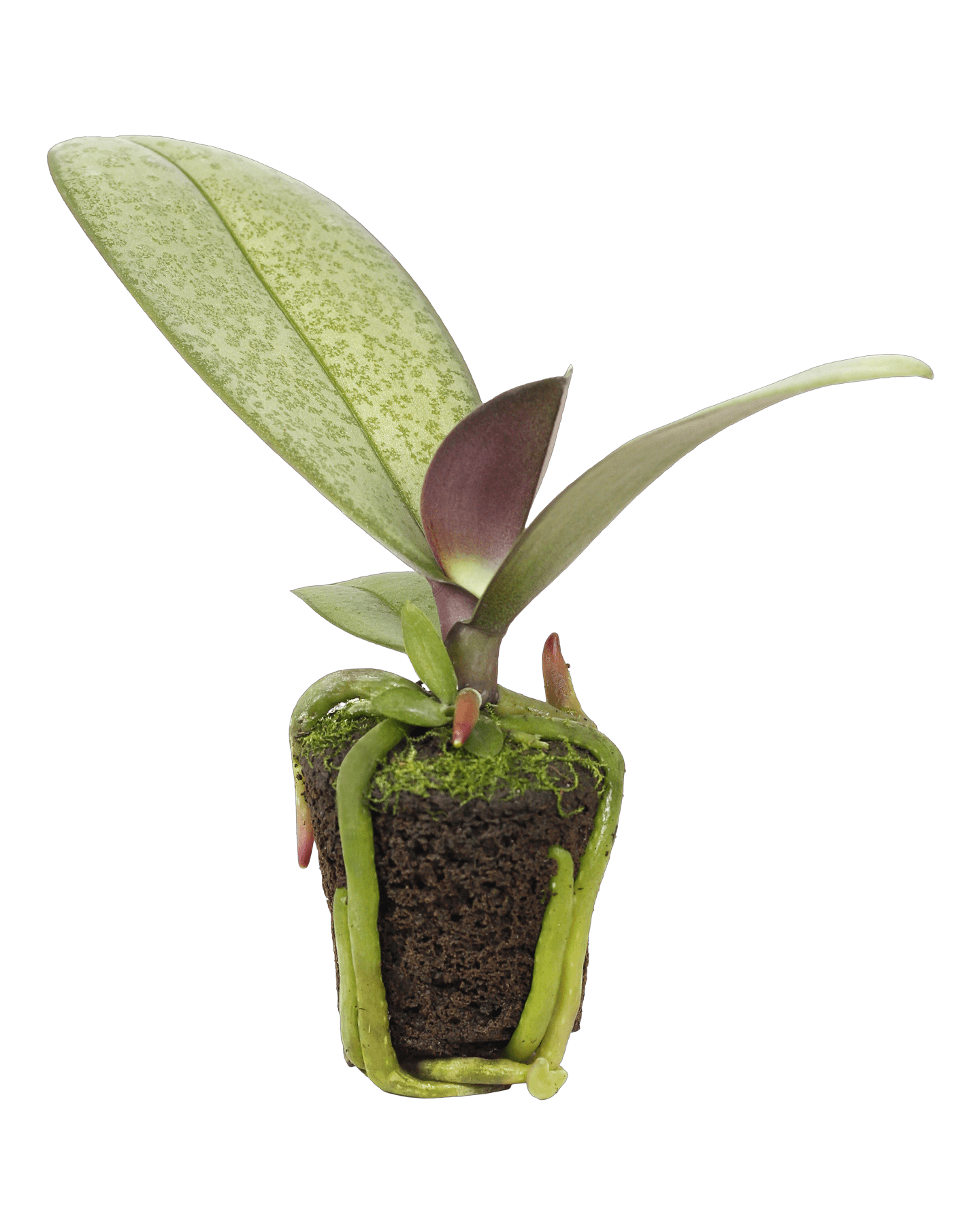 Çilli Yapraklı Orkide Fidesi - Solo Plant