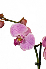 DEBORAH