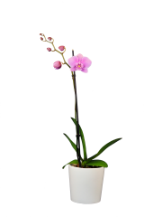 SAHRA