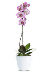 AURIANA