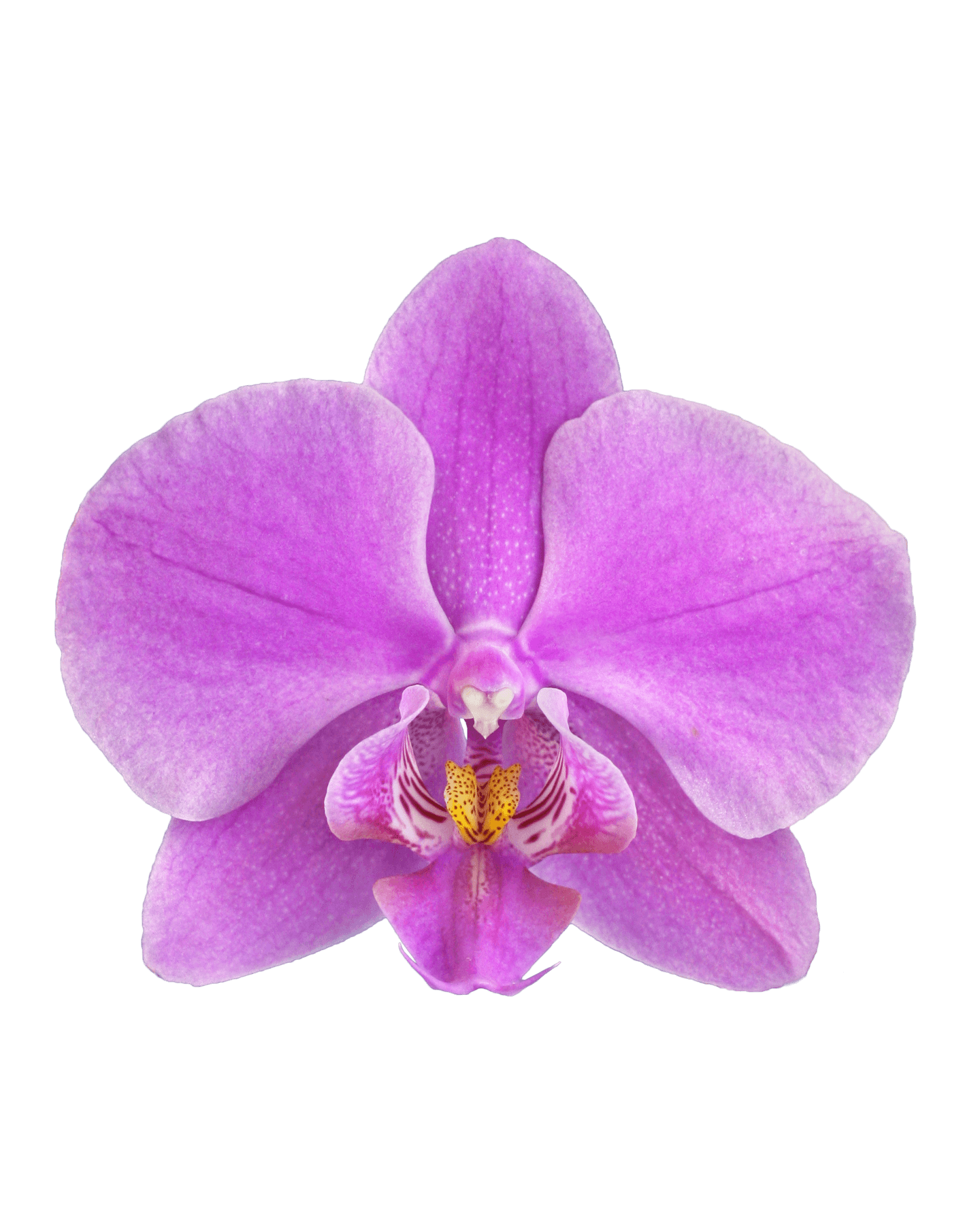 Phalaenopsis Alexia Çift Dallı Mor Orkide - 2