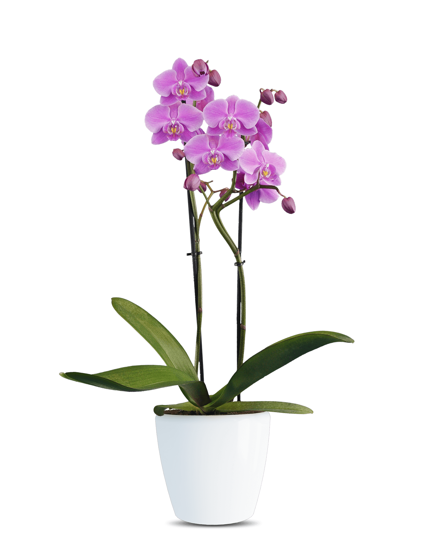 Solo Plant - Phalaenopsis Alexia Çift Dallı Mor Orkide