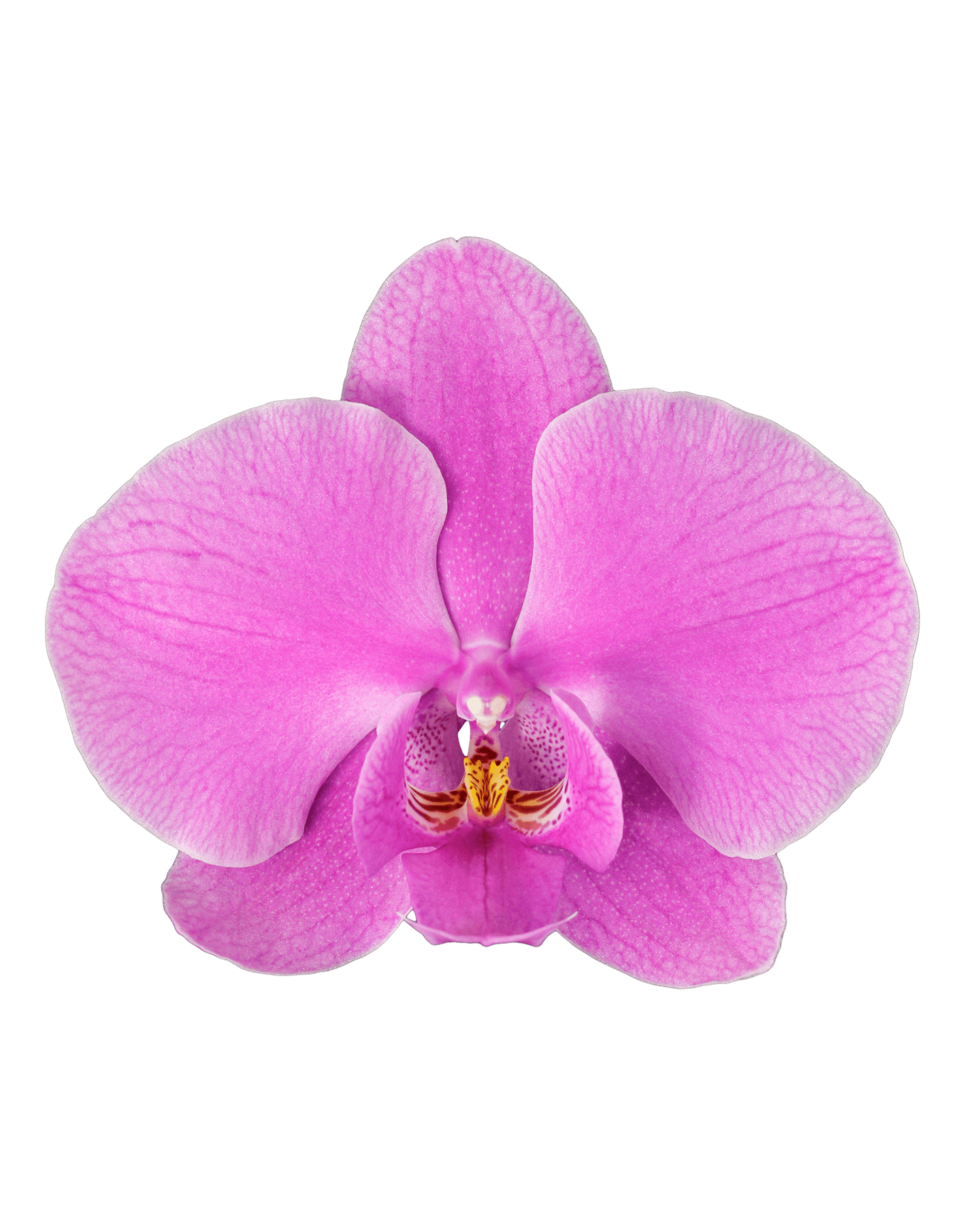 Phalaenopsis Alexia Tek Dallı Mor Orkide - 2