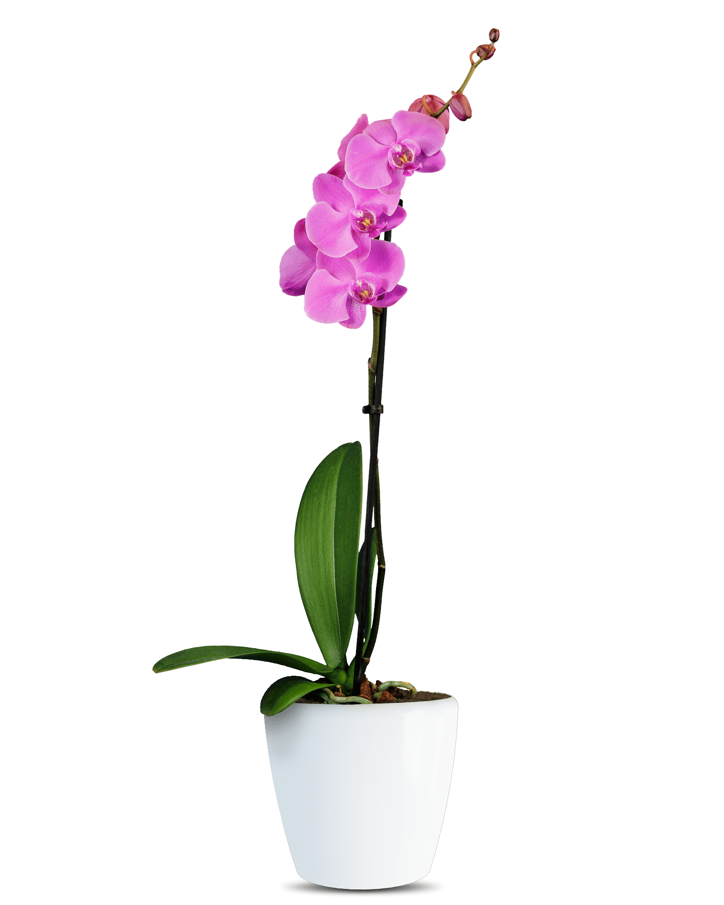 Phalaenopsis Alexia Tek Dallı Mor Orkide - Solo Plant