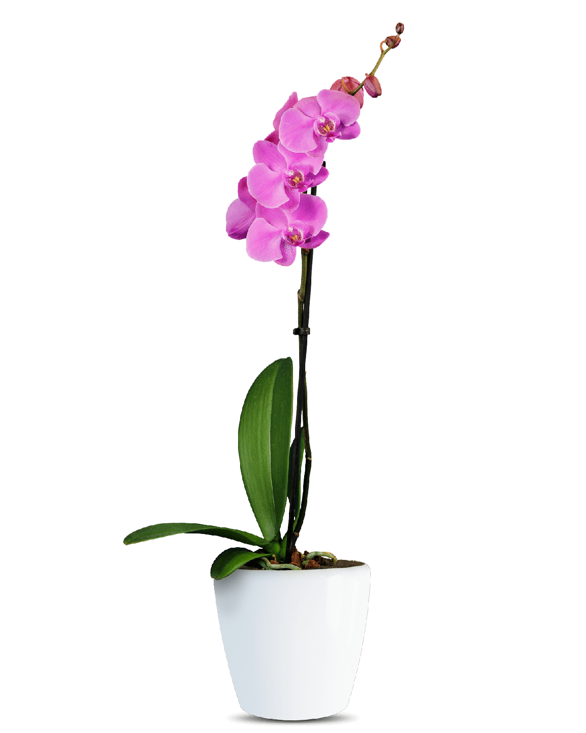 Phalaenopsis Alexia Tek Dallı Mor Orkide - 1