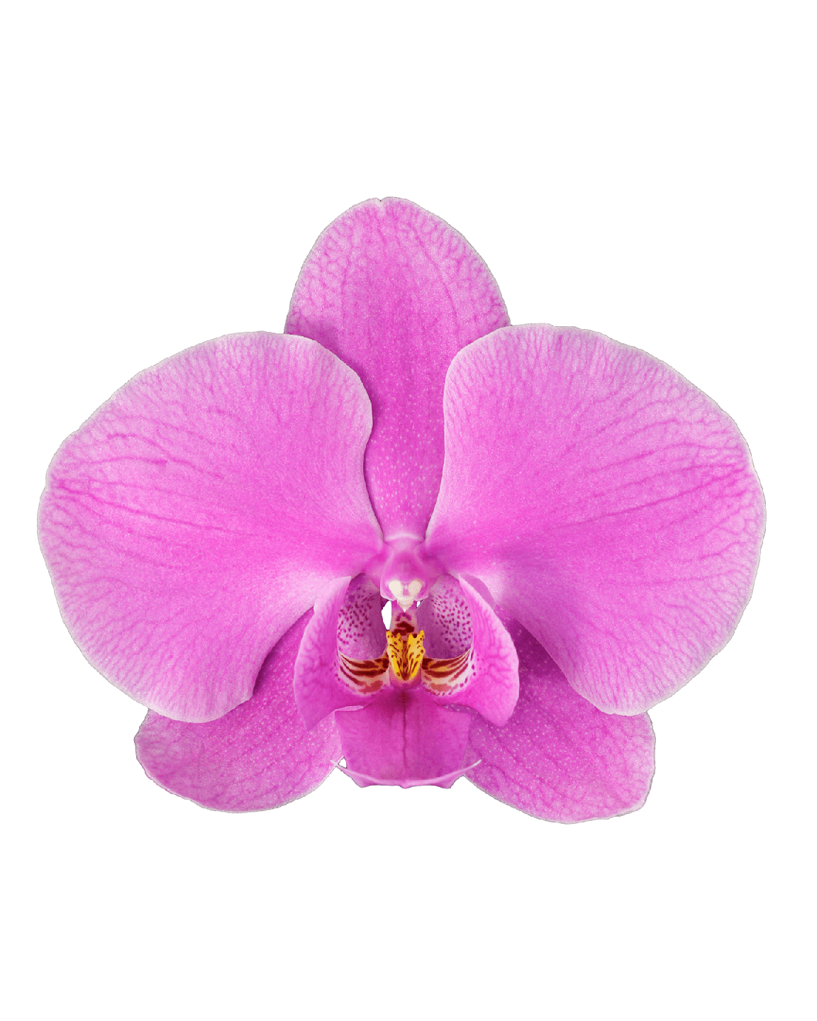 Phalaenopsis Alexia Tek Dallı Mor Orkide - Thumbnail