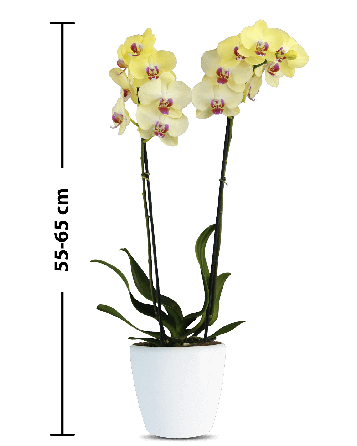 Phalaenopsis Alicia Çift Dallı Sarı Orkide - 3