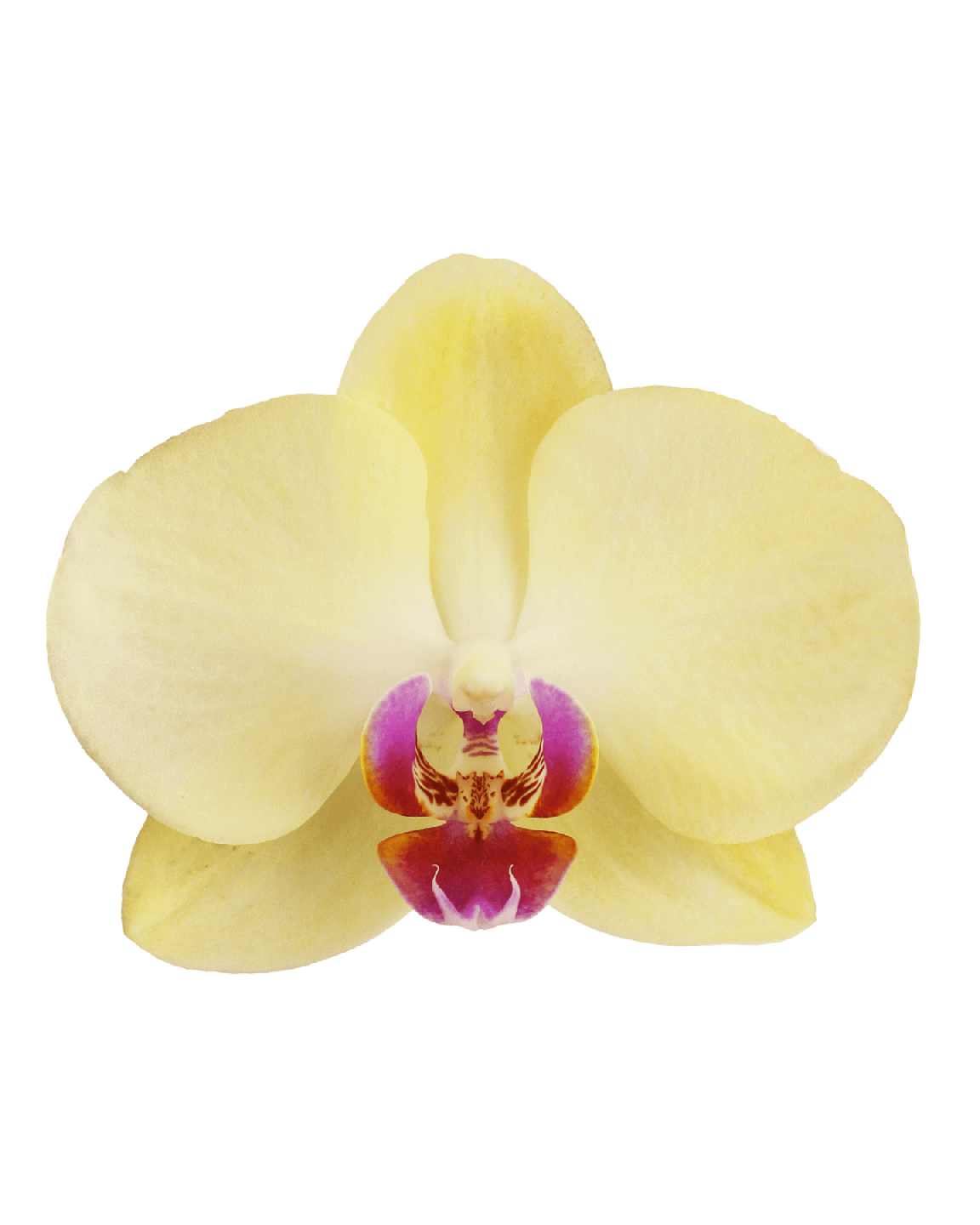 Phalaenopsis Alicia Çift Dallı Sarı Orkide - 2