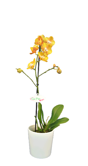Solo Plant - Phalaenopsis Alita Tek Dallı Sarı Orkide