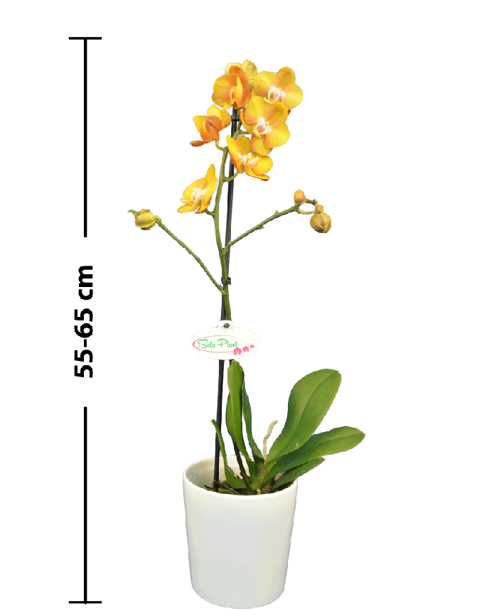 Phalaenopsis Alita Tek Dallı Sarı Orkide - 3
