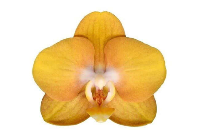 Phalaenopsis Alita Tek Dallı Sarı Orkide - 2