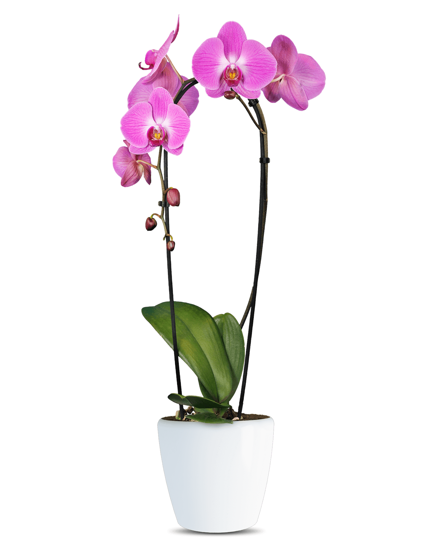Phalaenopsis Alvina Cascade Pembe Orkide - Solo Plant