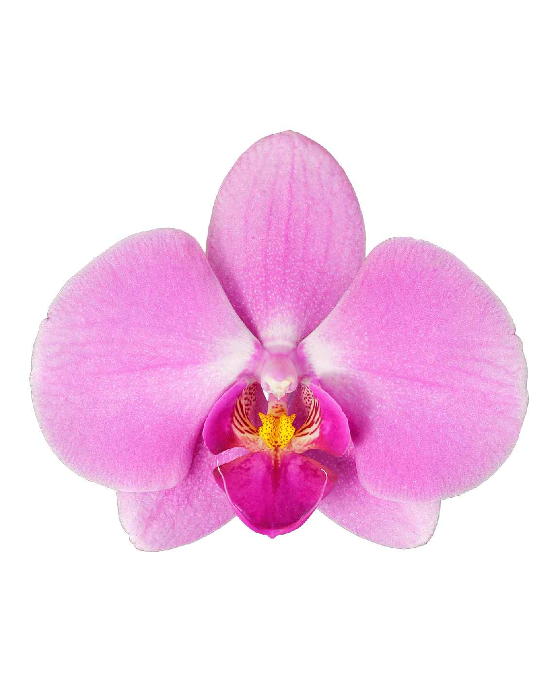 Phalaenopsis Alvina Tek Dallı Pembe Orkide - 2