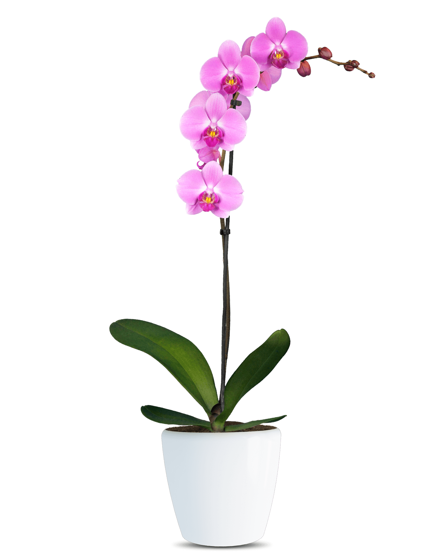 Phalaenopsis Alvina Tek Dallı Pembe Orkide - Solo Plant