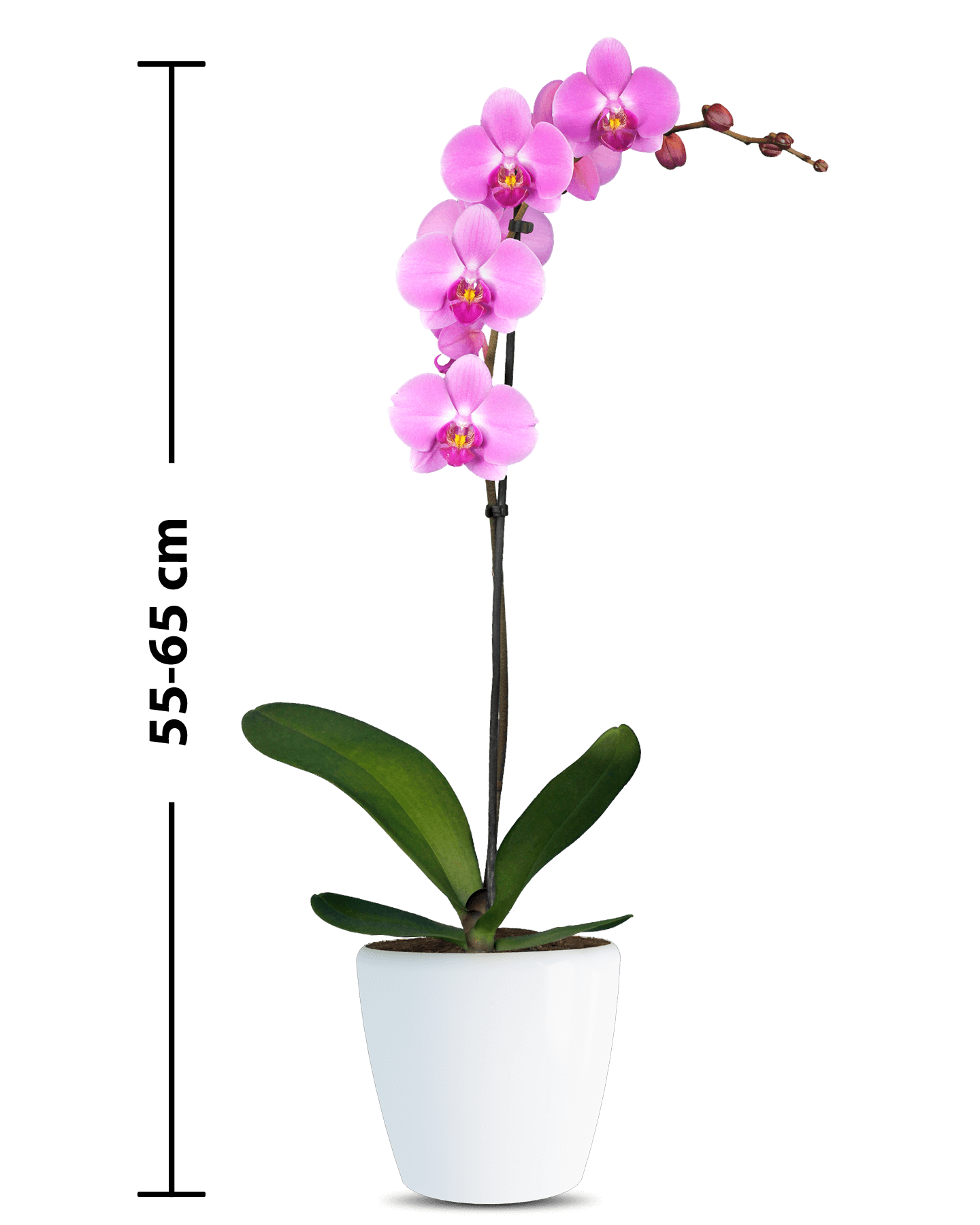 Phalaenopsis Alvina Tek Dallı Pembe Orkide - 3