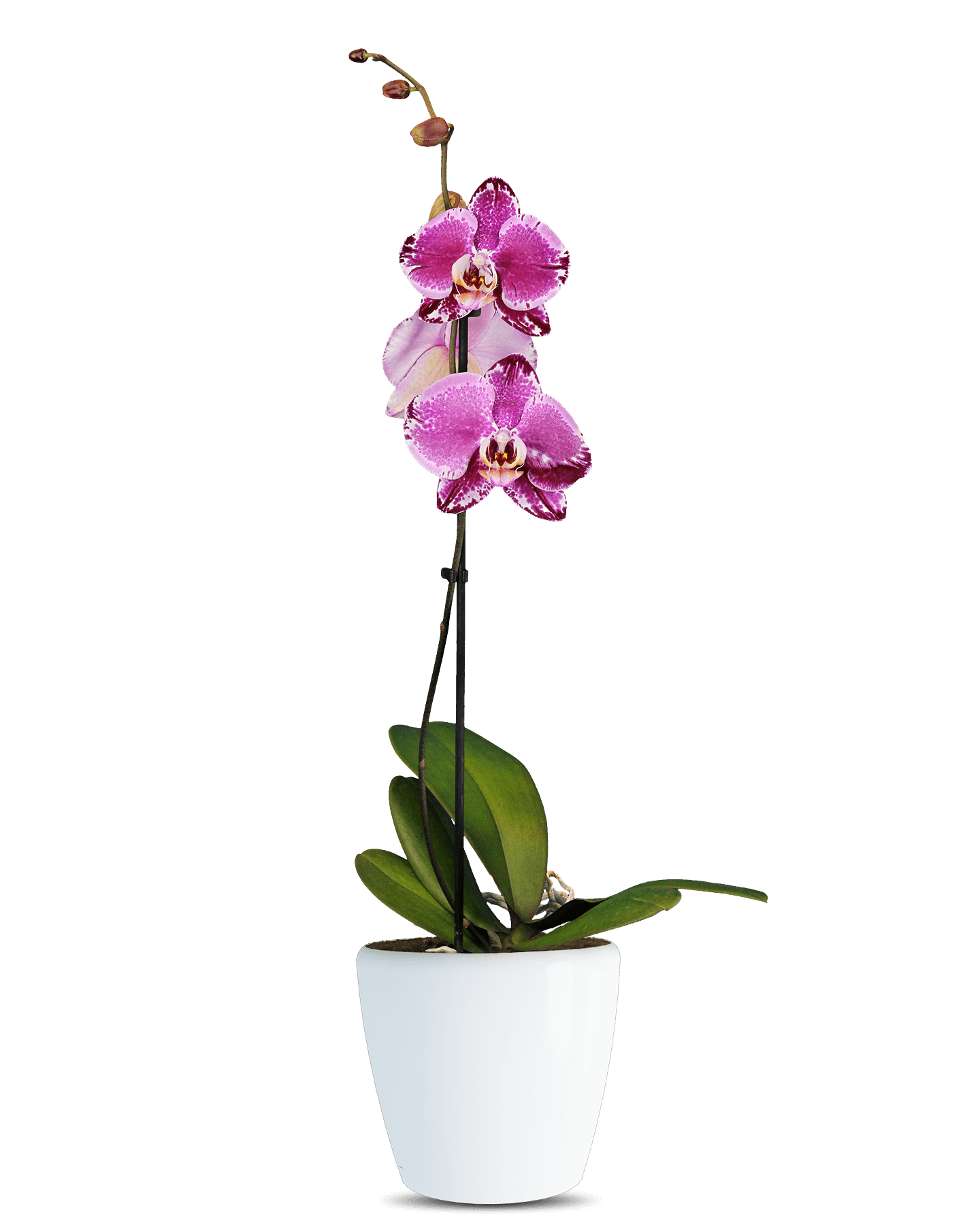 Phalaenopsis Amanda Tek Dallı Çok Renkli Orkide - Solo Plant