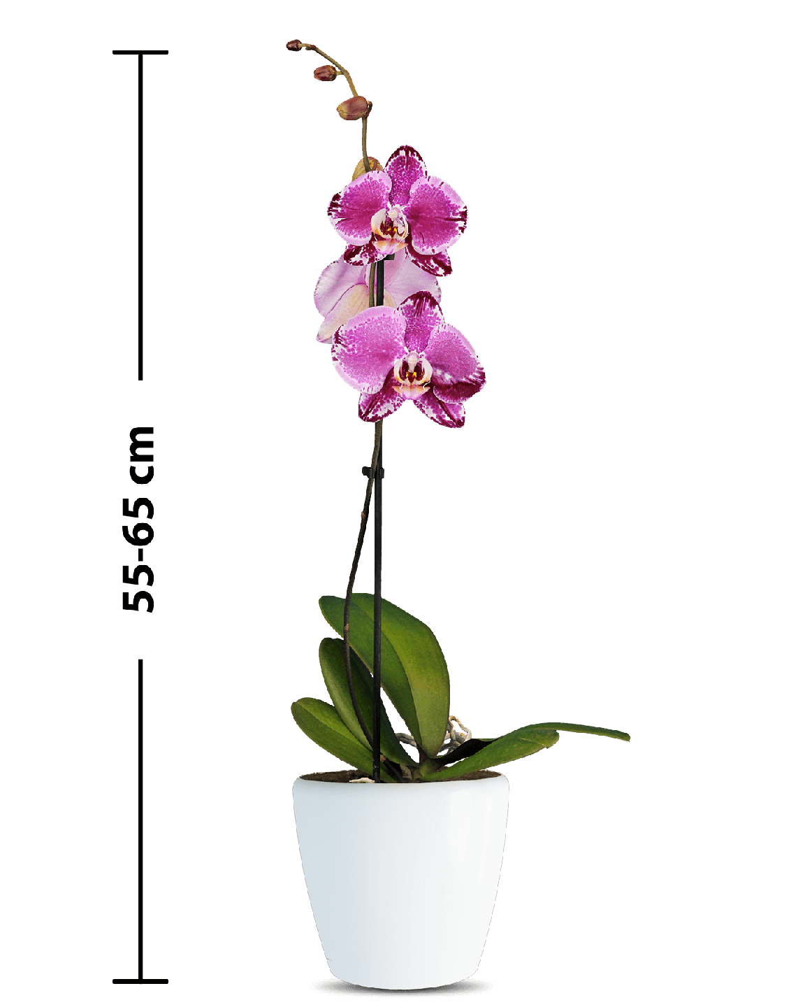 Phalaenopsis Amanda Tek Dallı Çok Renkli Orkide - 3