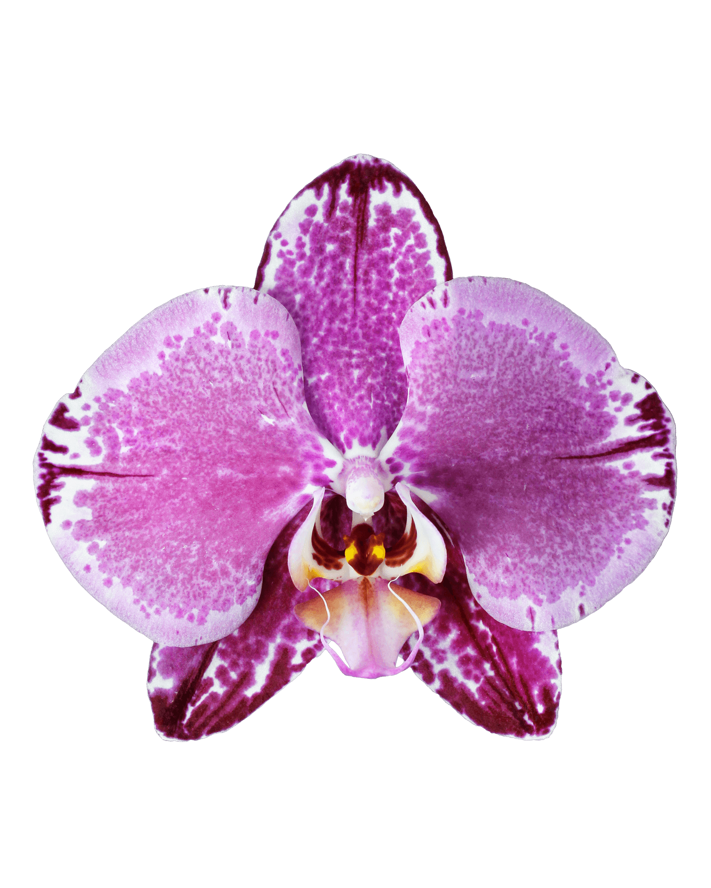Phalaenopsis Amanda Tek Dallı Çok Renkli Orkide - 2
