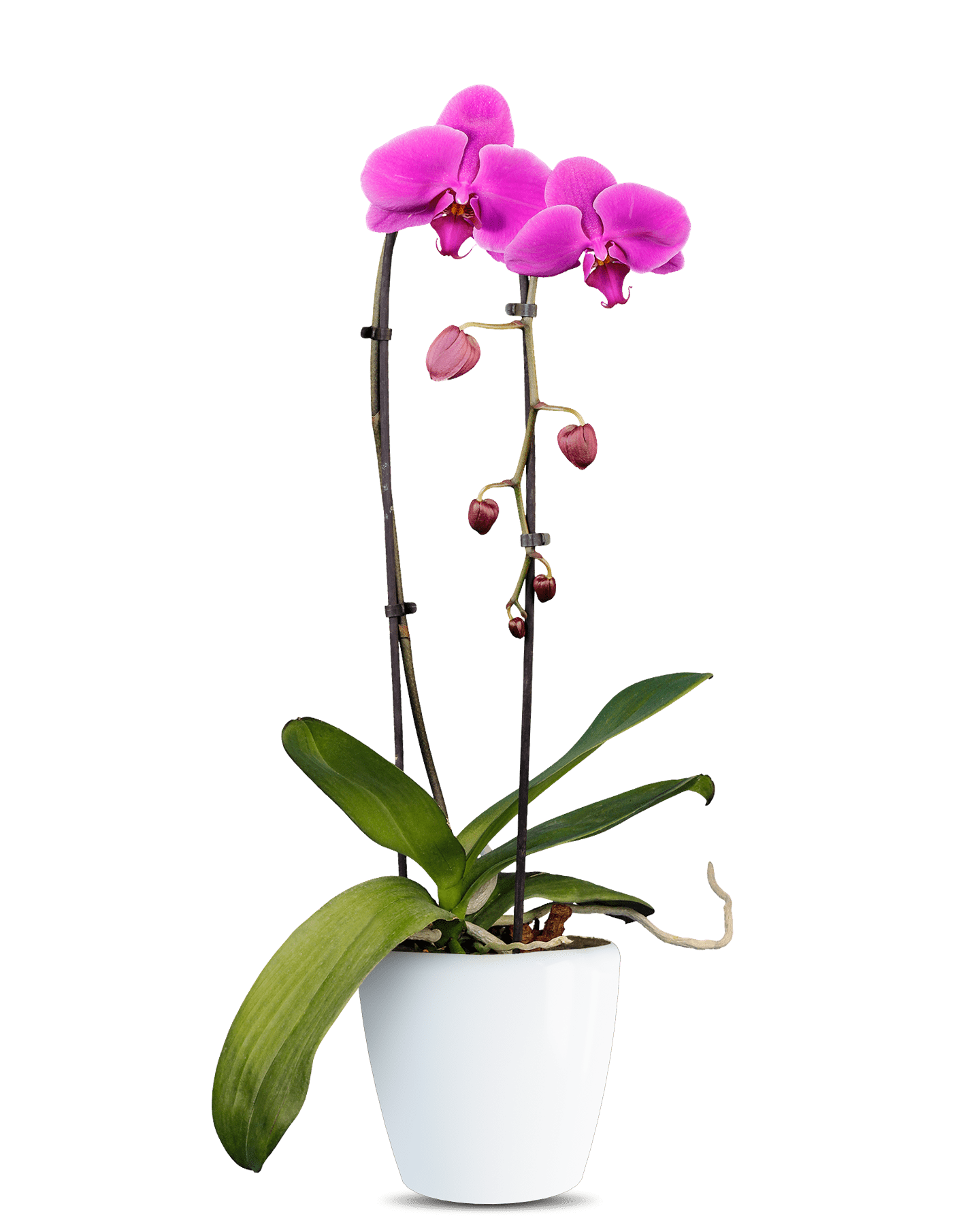 Phalaenopsis April Cascade Pembe Orkide - Solo Plant