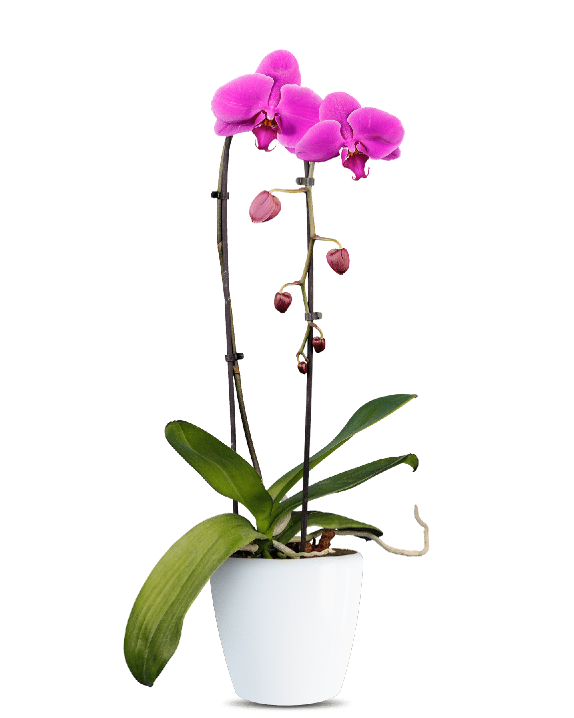 Phalaenopsis April Cascade Pembe Orkide - 1