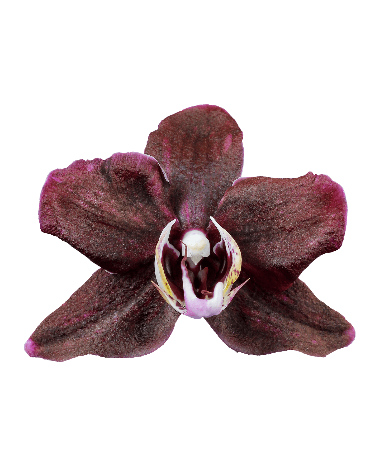 Phalaenopsis Arya Cascade Çok Renkli Orkide - 2