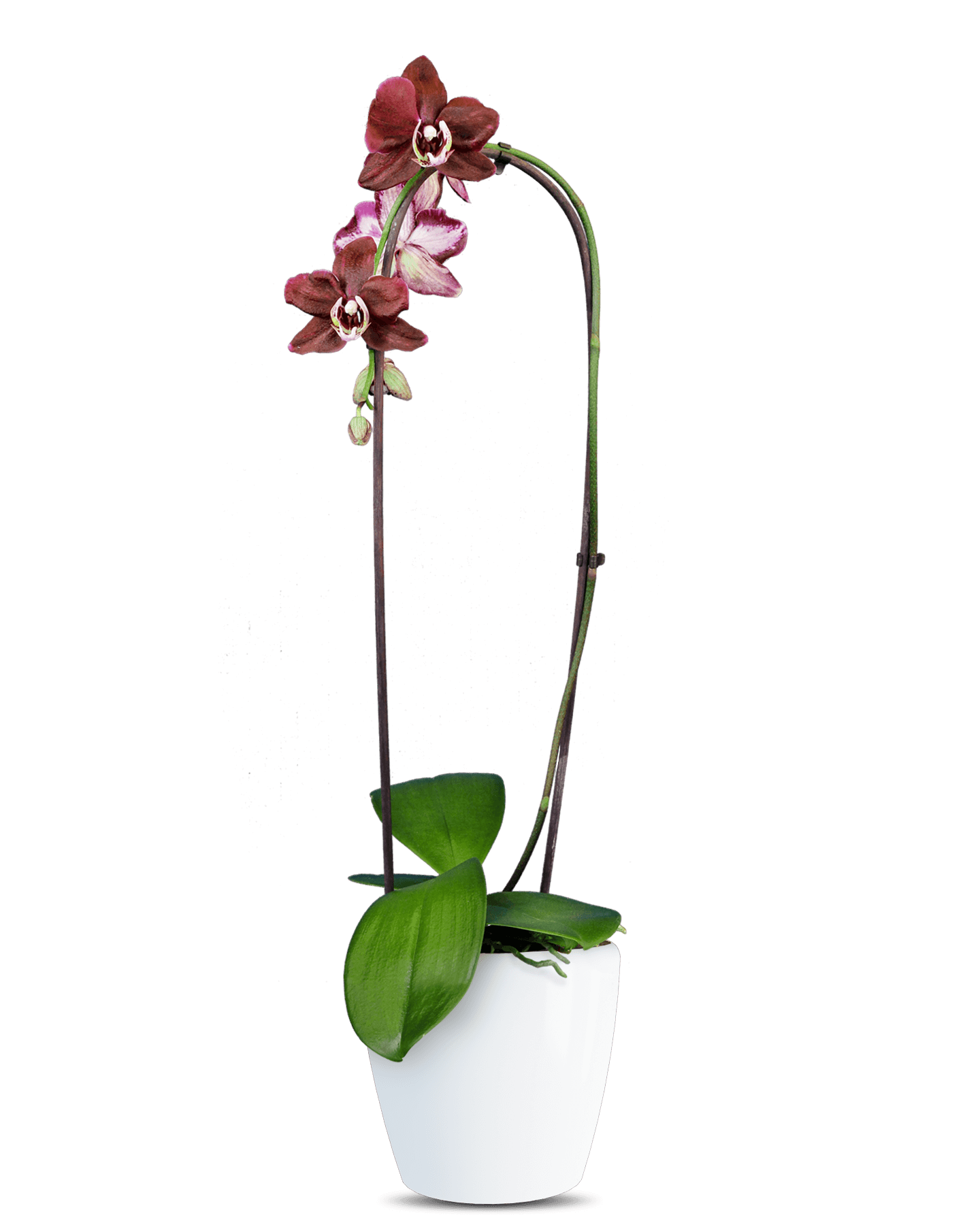 Phalaenopsis Arya Cascade Çok Renkli Orkide - Solo Plant
