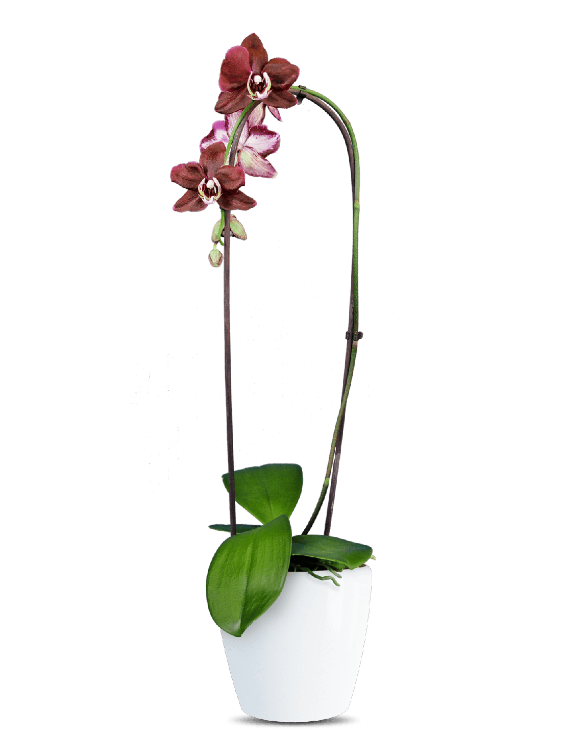 Phalaenopsis Arya Cascade Çok Renkli Orkide - 1