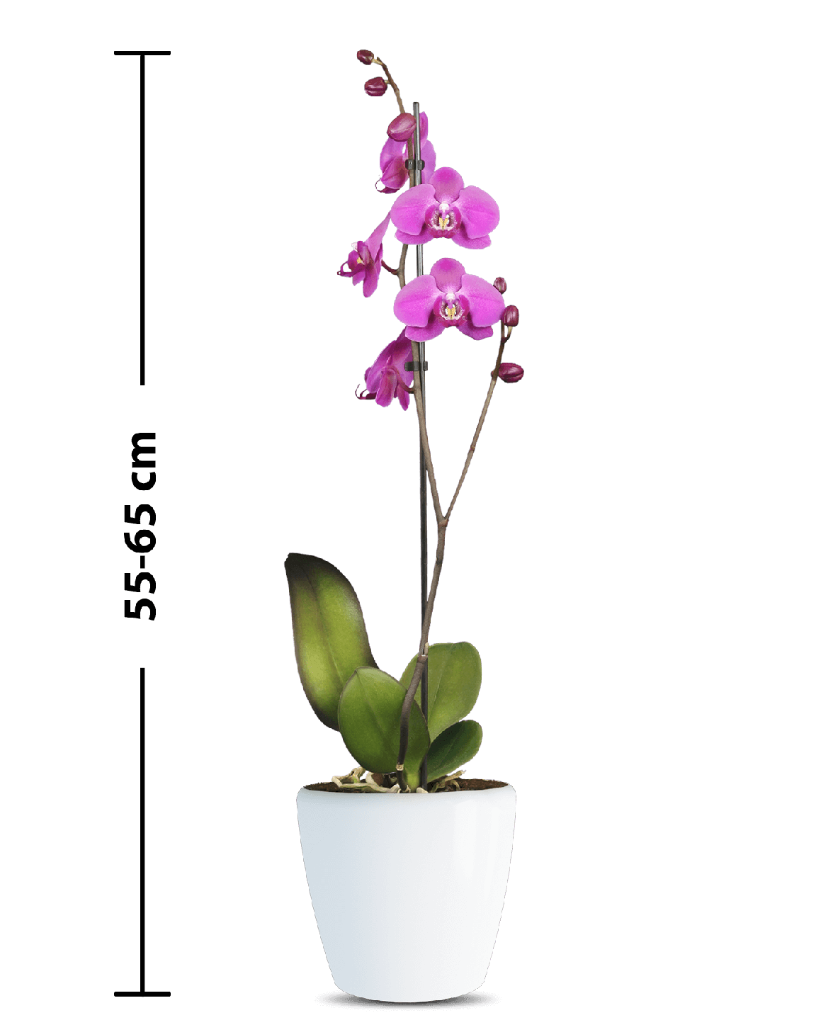 Phalaenopsis Atlantia Tek Dallı Pembe Orkide - 3