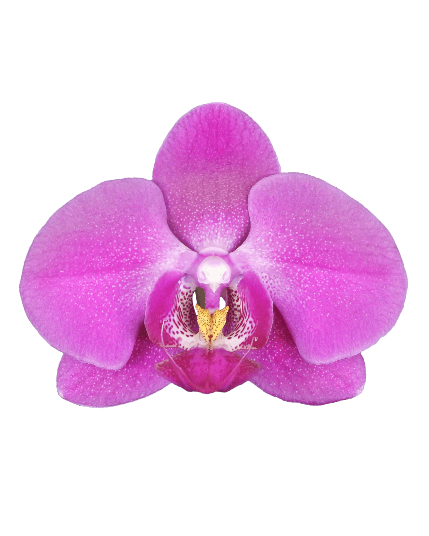 Phalaenopsis Atlantia Tek Dallı Pembe Orkide - 2
