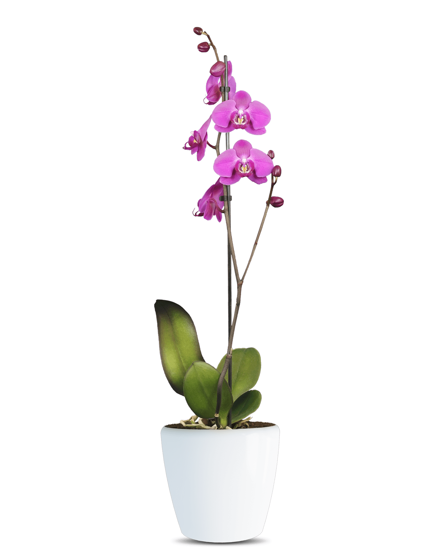 Phalaenopsis Atlantia Tek Dallı Pembe Orkide - Solo Plant