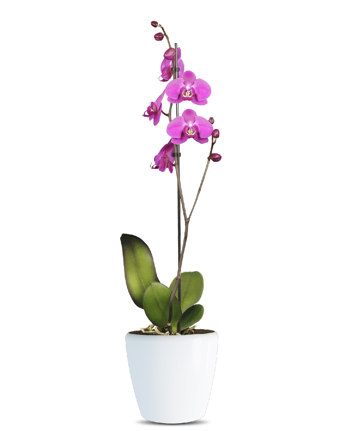 Phalaenopsis Atlantia Tek Dallı Pembe Orkide - 1