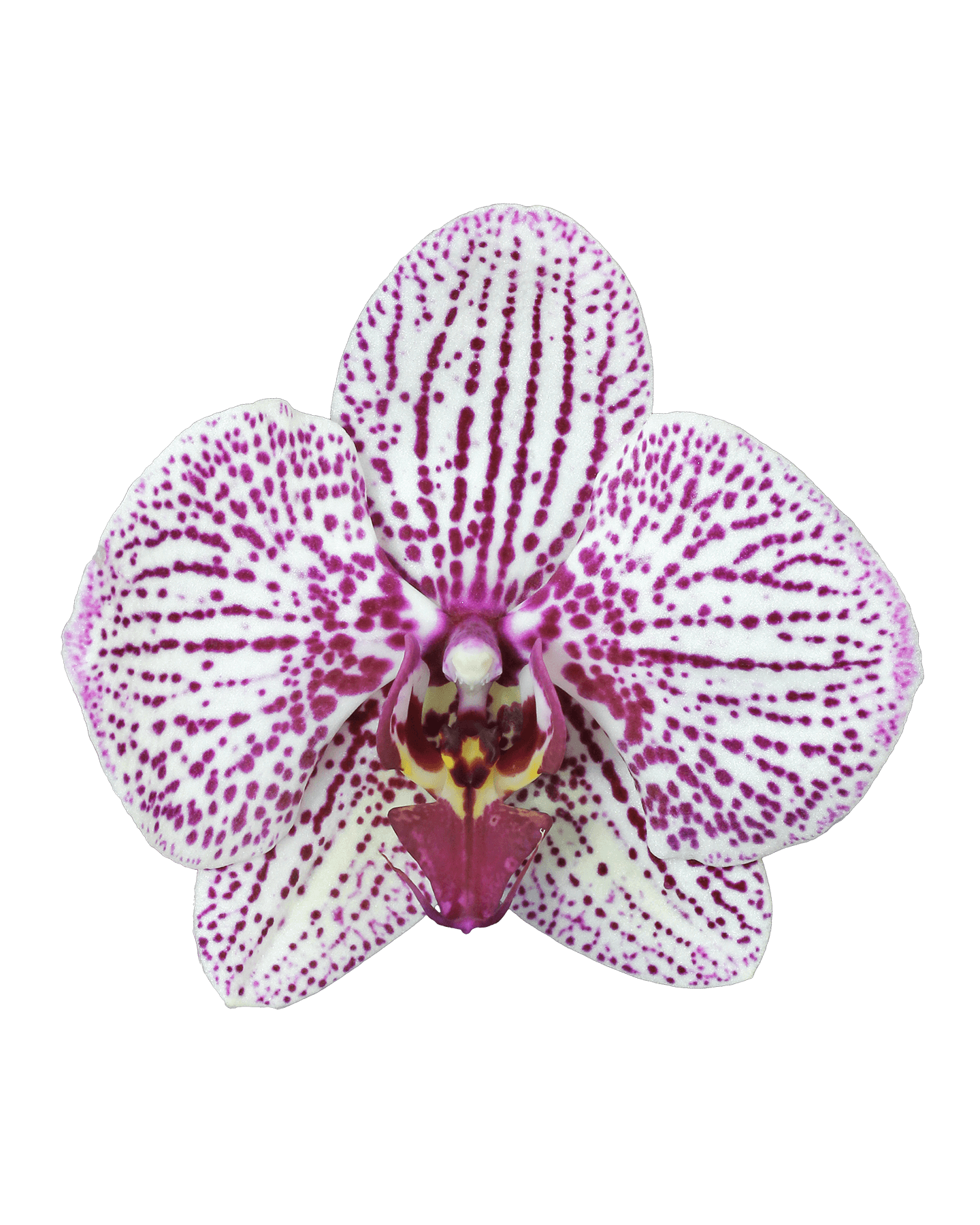 Phalaenopsis Auriana Çift Dallı Çok Renkli Orkide - 2
