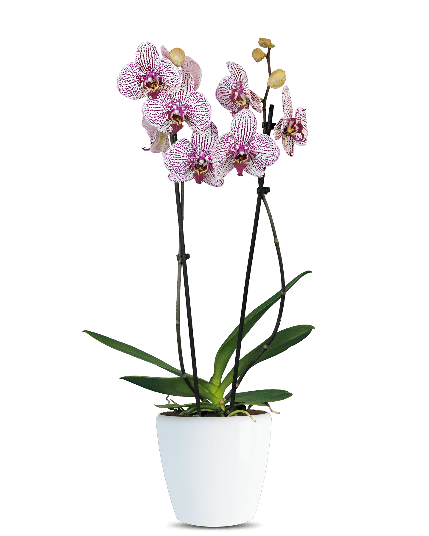 Phalaenopsis Auriana Çift Dallı Çok Renkli Orkide - Solo Plant