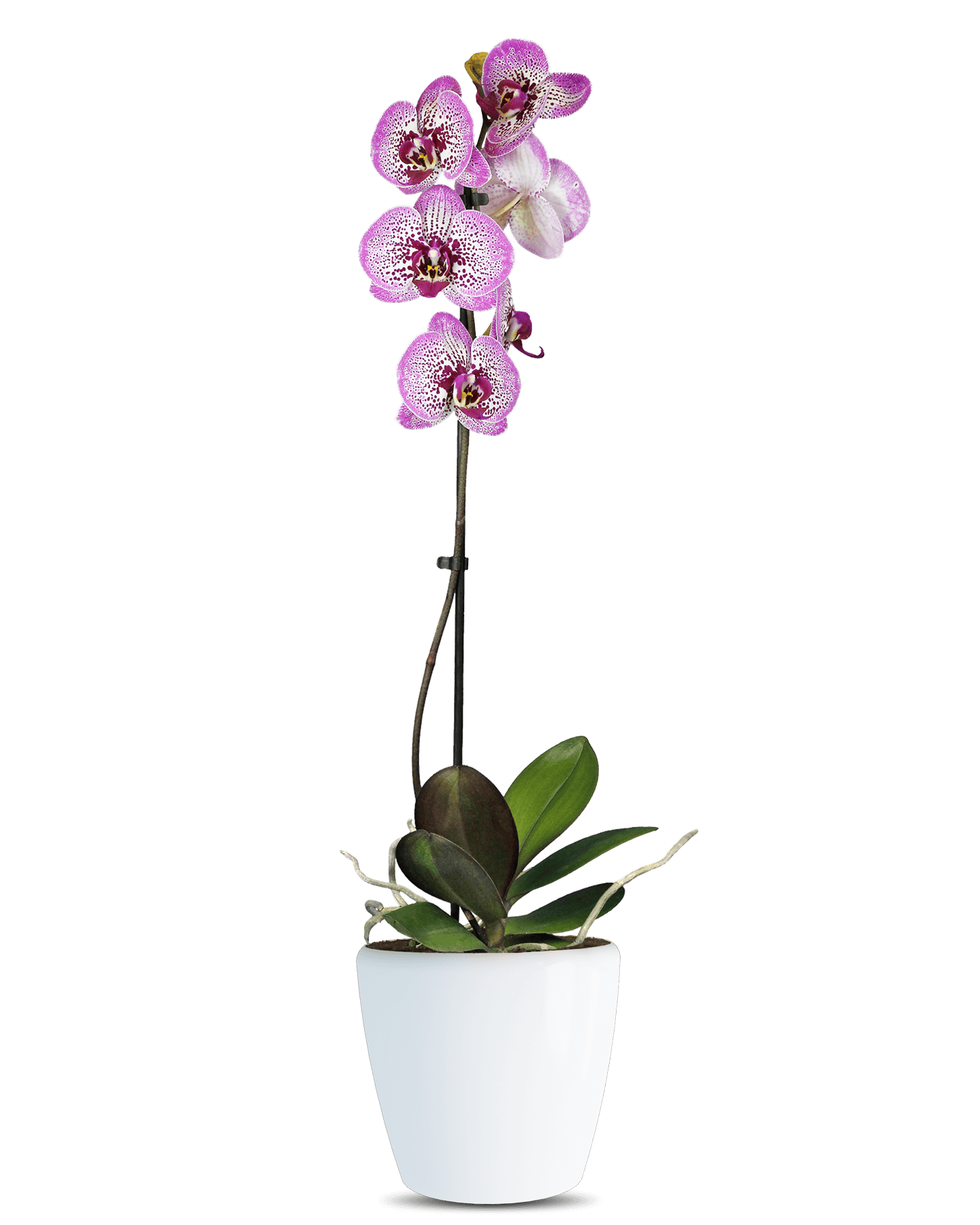 Solo Plant - Phalaenopsis Auriana Tek Dallı Çok Renkli Orkide