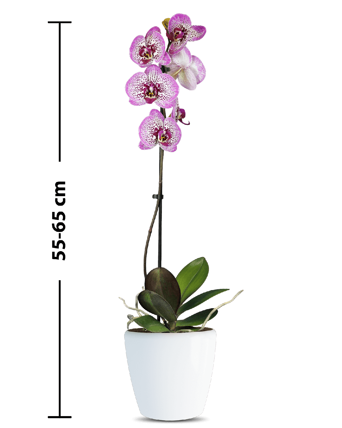 Phalaenopsis Auriana Tek Dallı Çok Renkli Orkide - 3