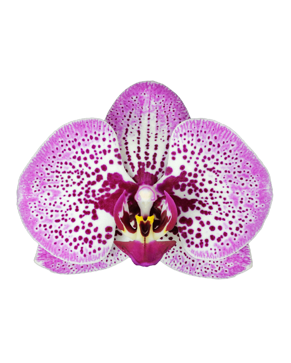 Phalaenopsis Auriana Tek Dallı Çok Renkli Orkide - 2