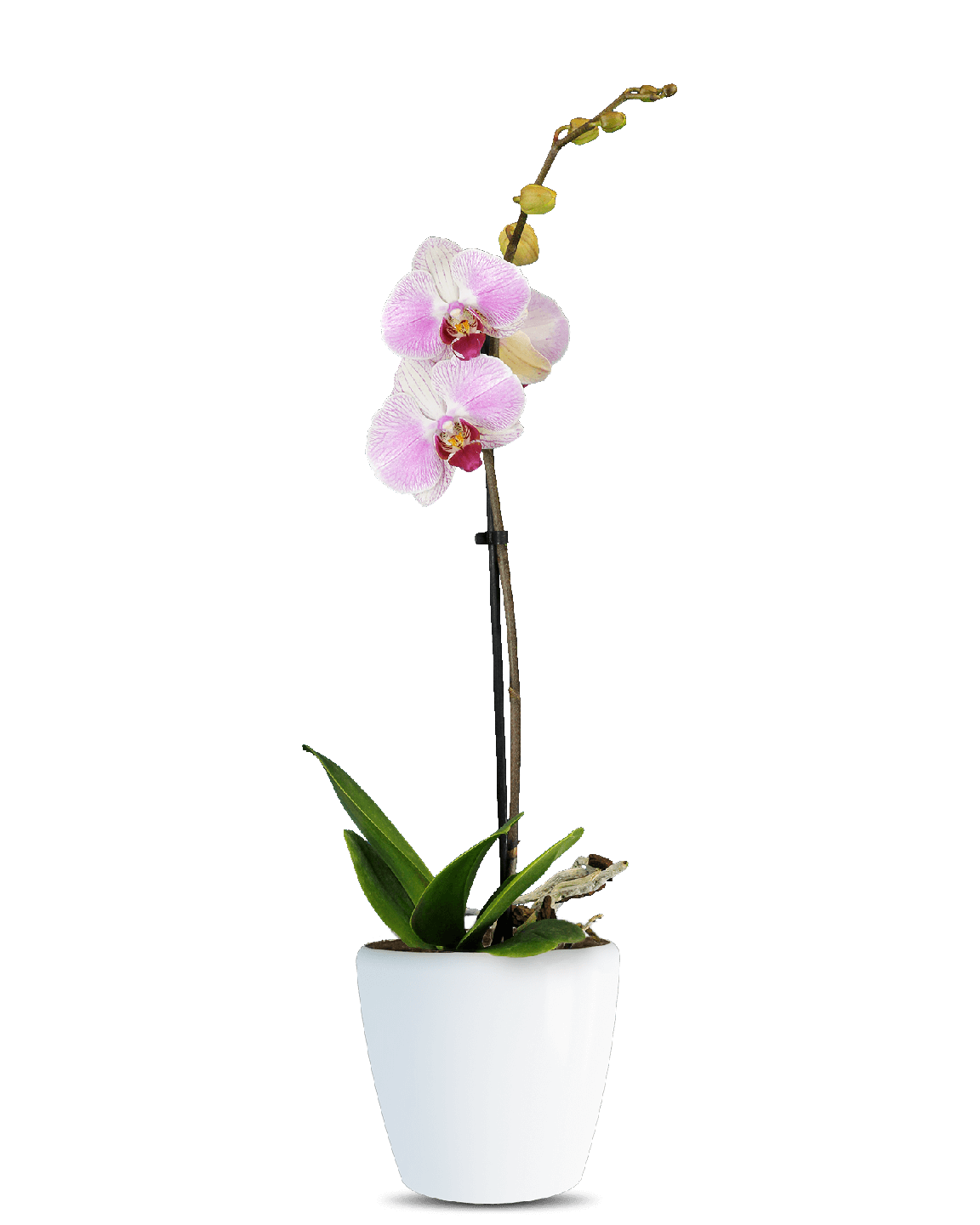 Phalaenopsis Avril Tek Dallı Çok Renkli Orkide - 1