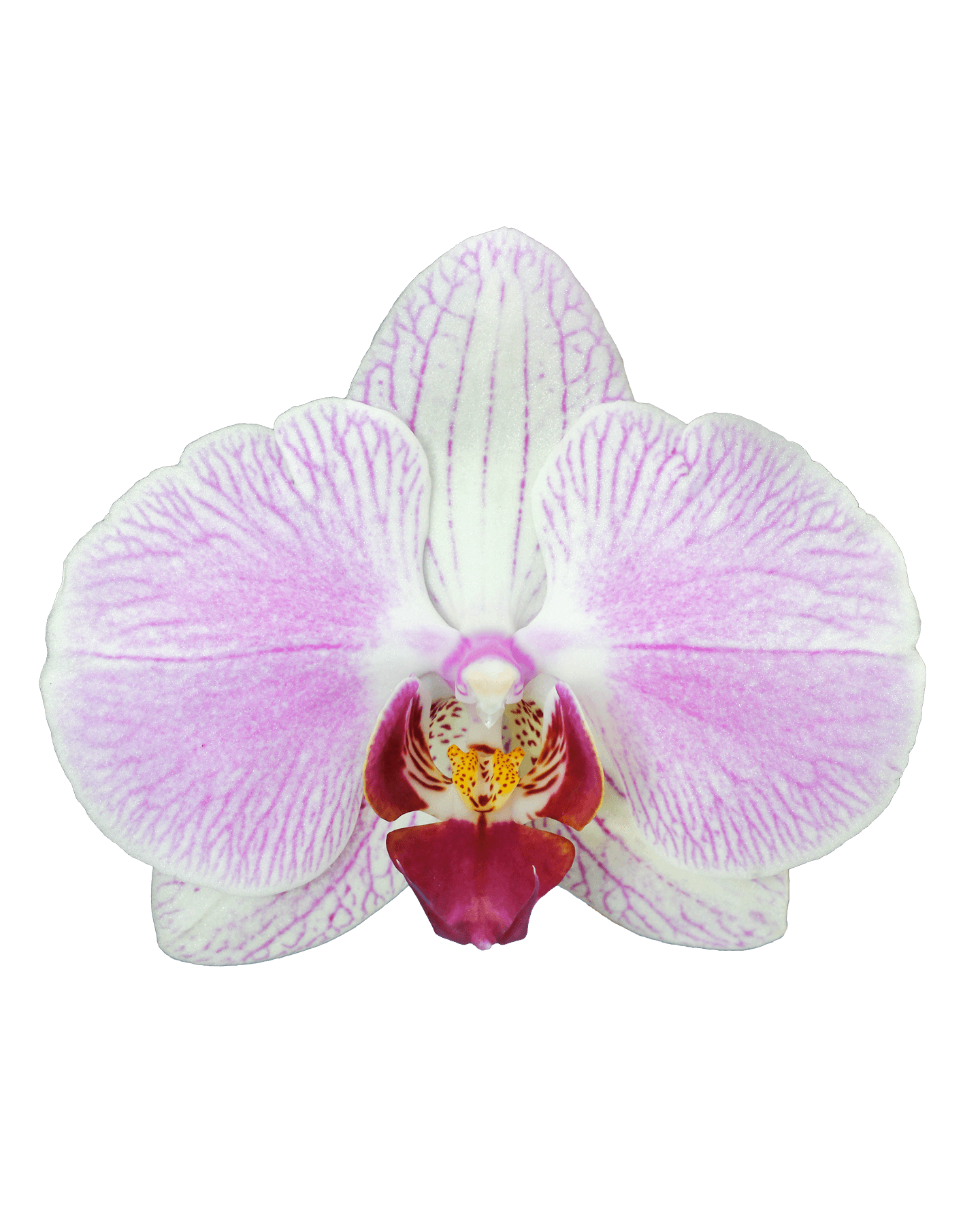 Phalaenopsis Avril Tek Dallı Çok Renkli Orkide - 2
