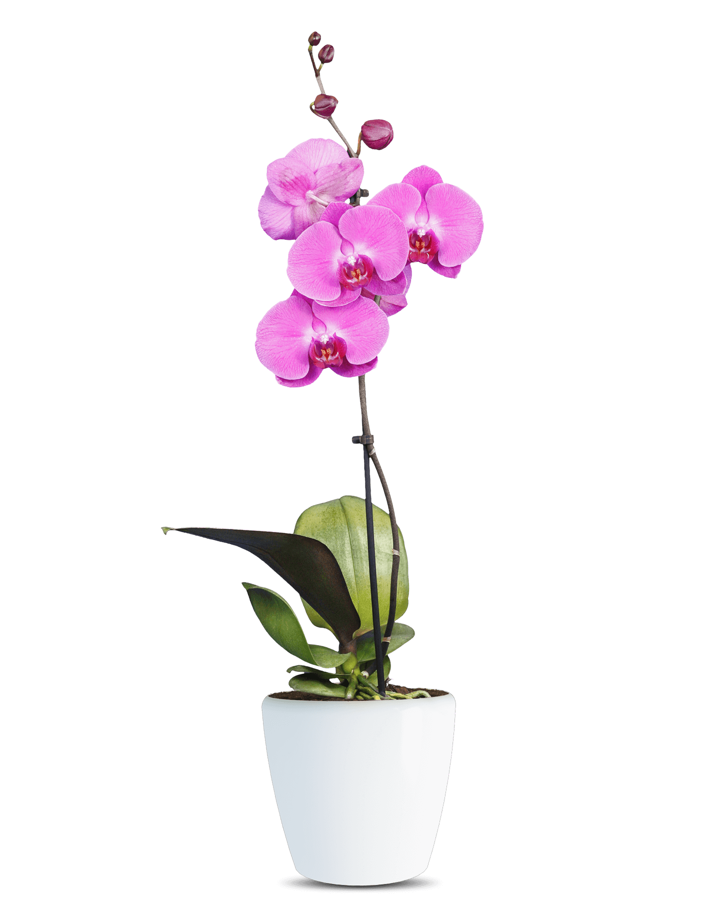 Phalaenopsis Bella Tek Dallı Mor Orkide - Solo Plant