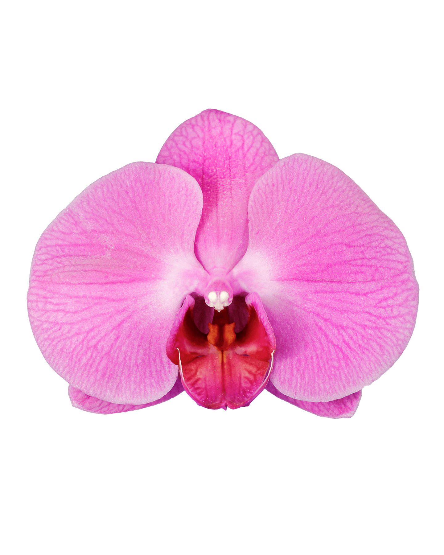Phalaenopsis Bella Tek Dallı Mor Orkide - 2