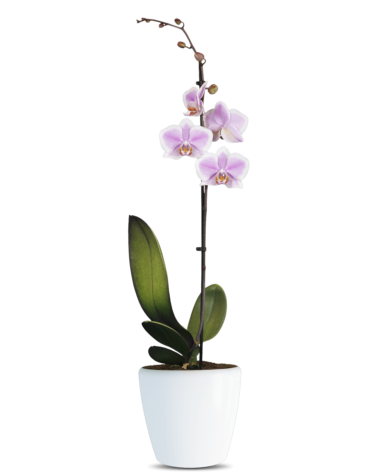 Solo Plant - Phalaenopsis Beyonce Tek Dallı Çok Renkli Orkide