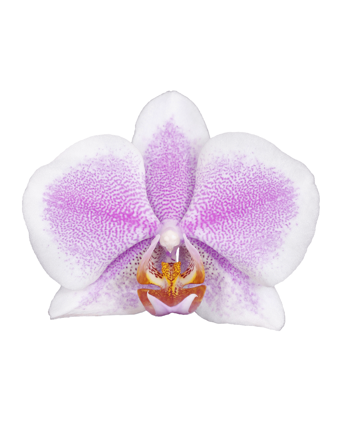 Phalaenopsis Beyonce Tek Dallı Çok Renkli Orkide