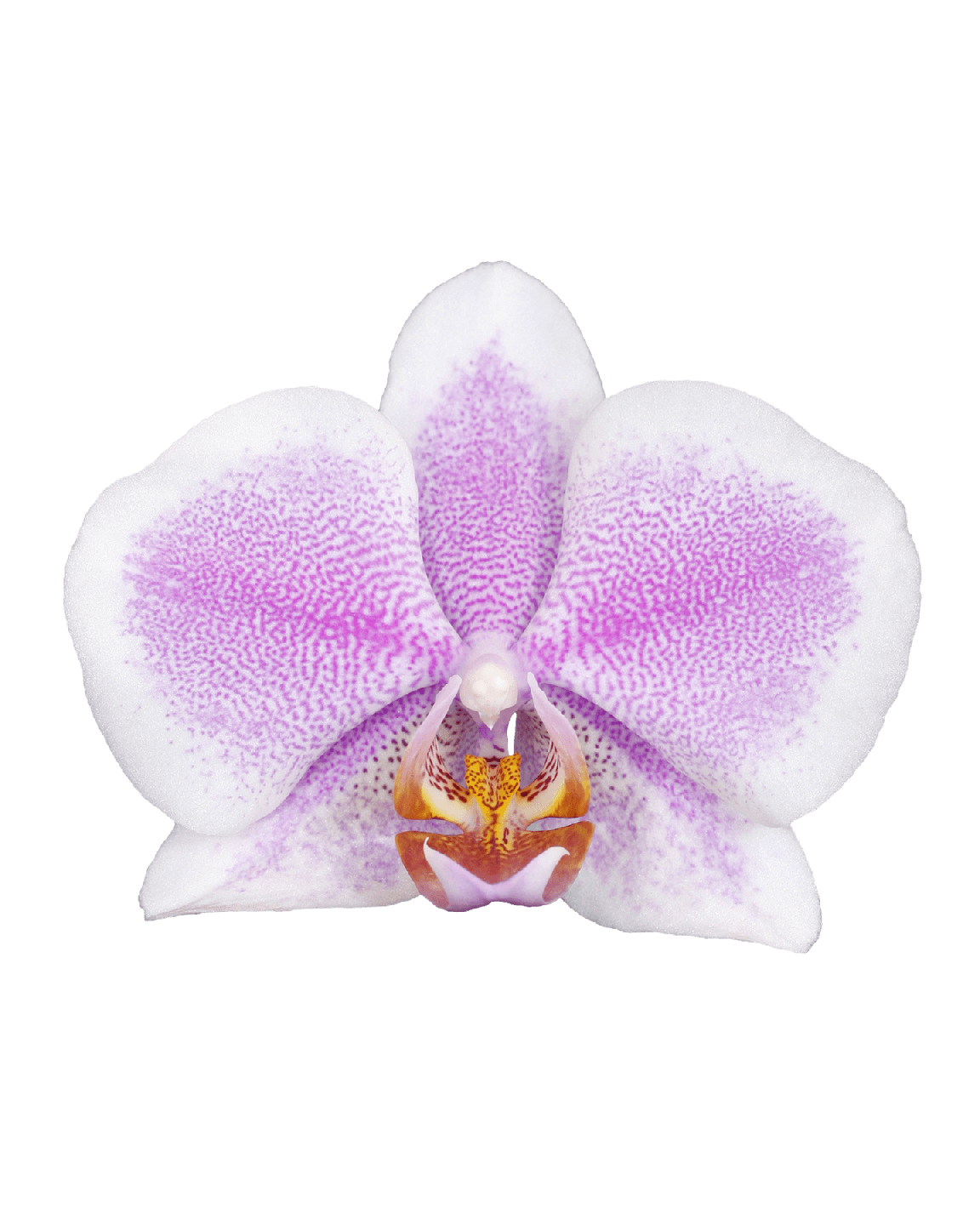 Phalaenopsis Beyonce Tek Dallı Çok Renkli Orkide - Thumbnail