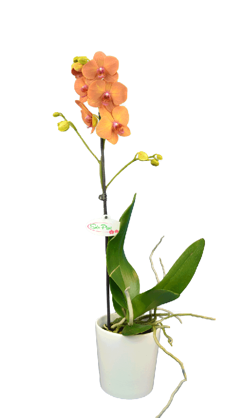 Phalaenopsis Bonnie Tek Dallı Sarı Orkide - 1