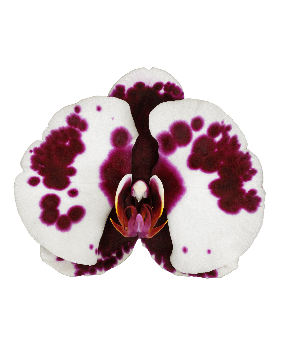 Phalaenopsis Brook Tek Dallı Çok Renkli Orkide - 2