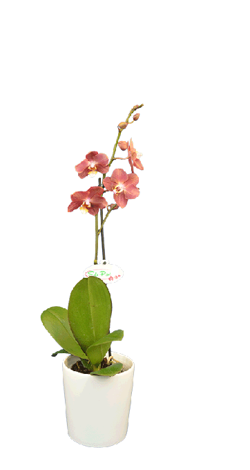 Phalaenopsis Cadencia Tek Dallı Sarı Orkide - Solo Plant