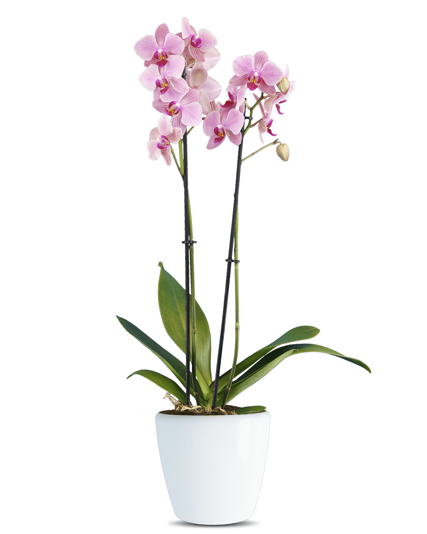 Phalaenopsis Candy Çift Dallı Pembe Orkide - Solo Plant