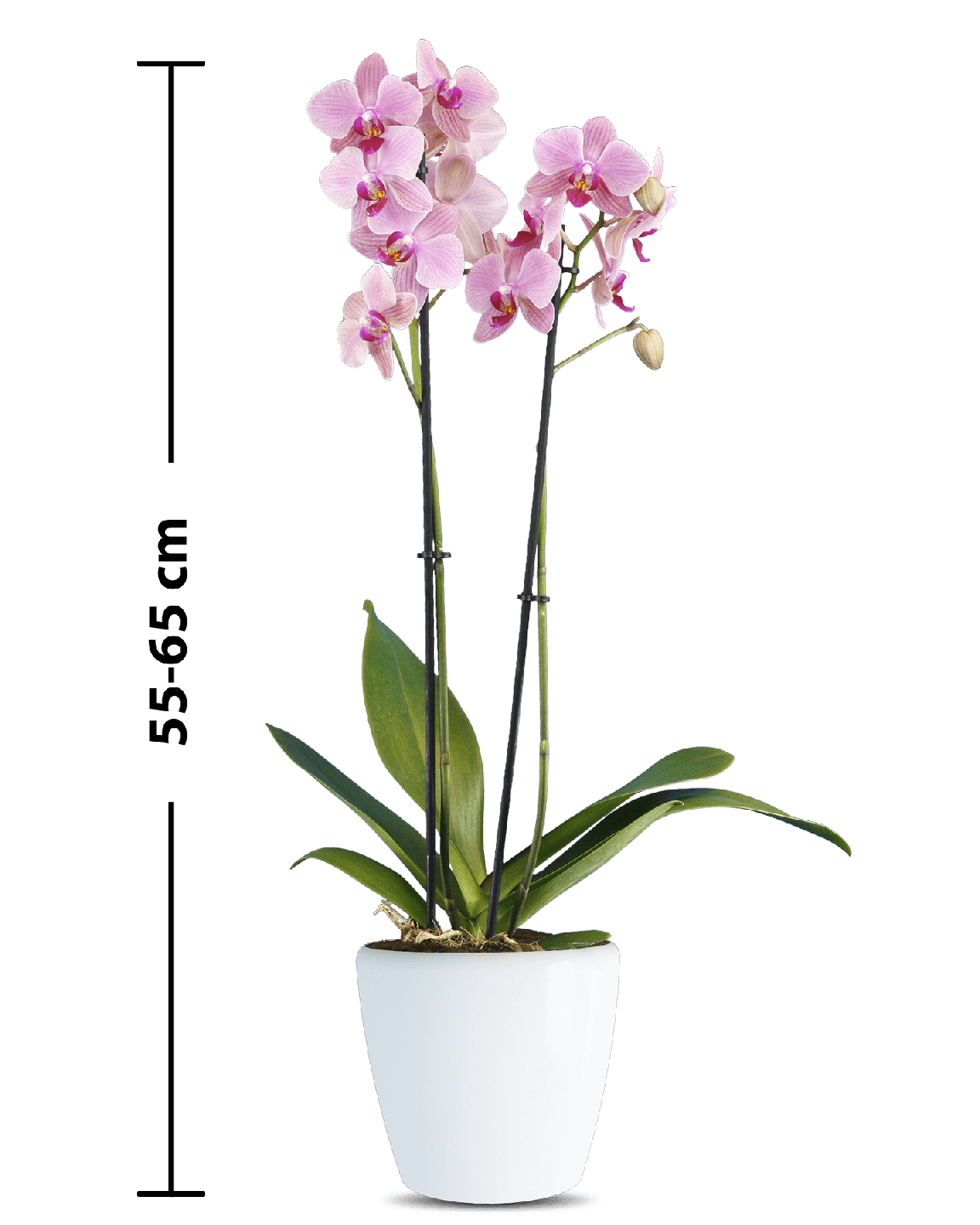 Phalaenopsis Candy Çift Dallı Pembe Orkide - 3
